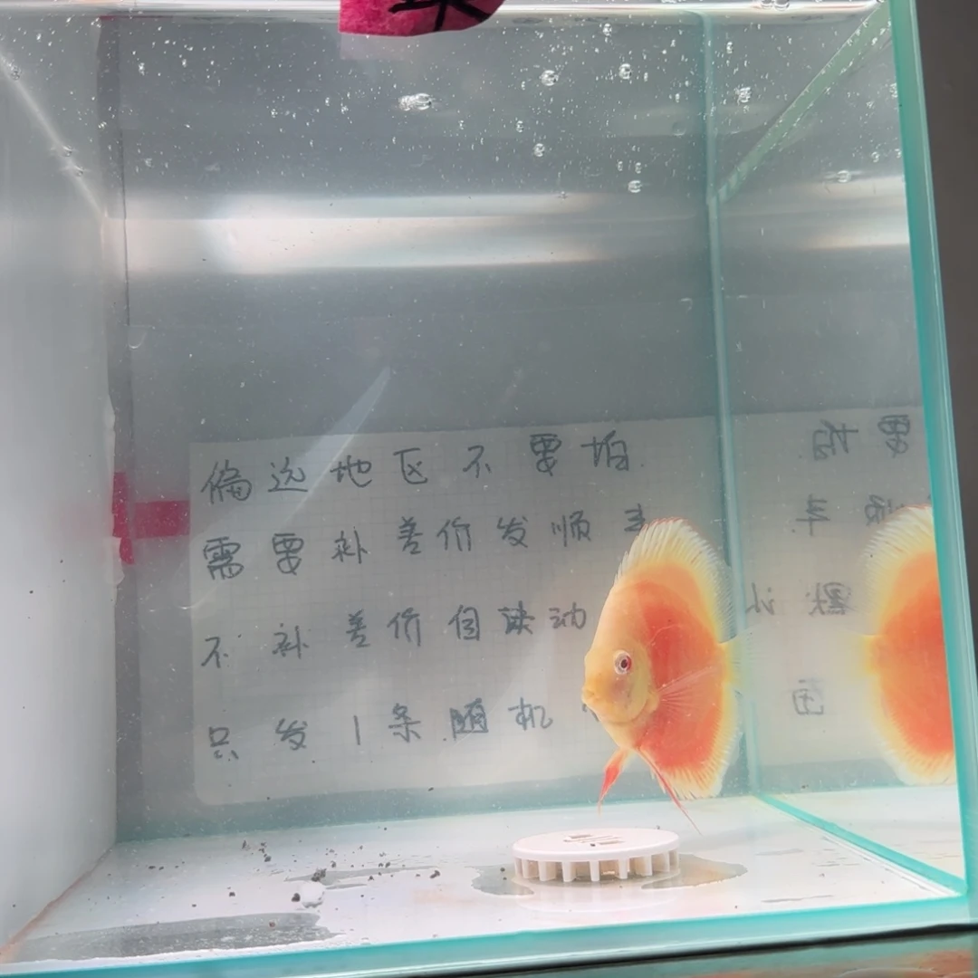 七彩神仙鱼肉身7-8偏远地区不拍