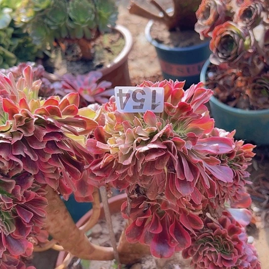 唯***3多肉植物一个美杜莎