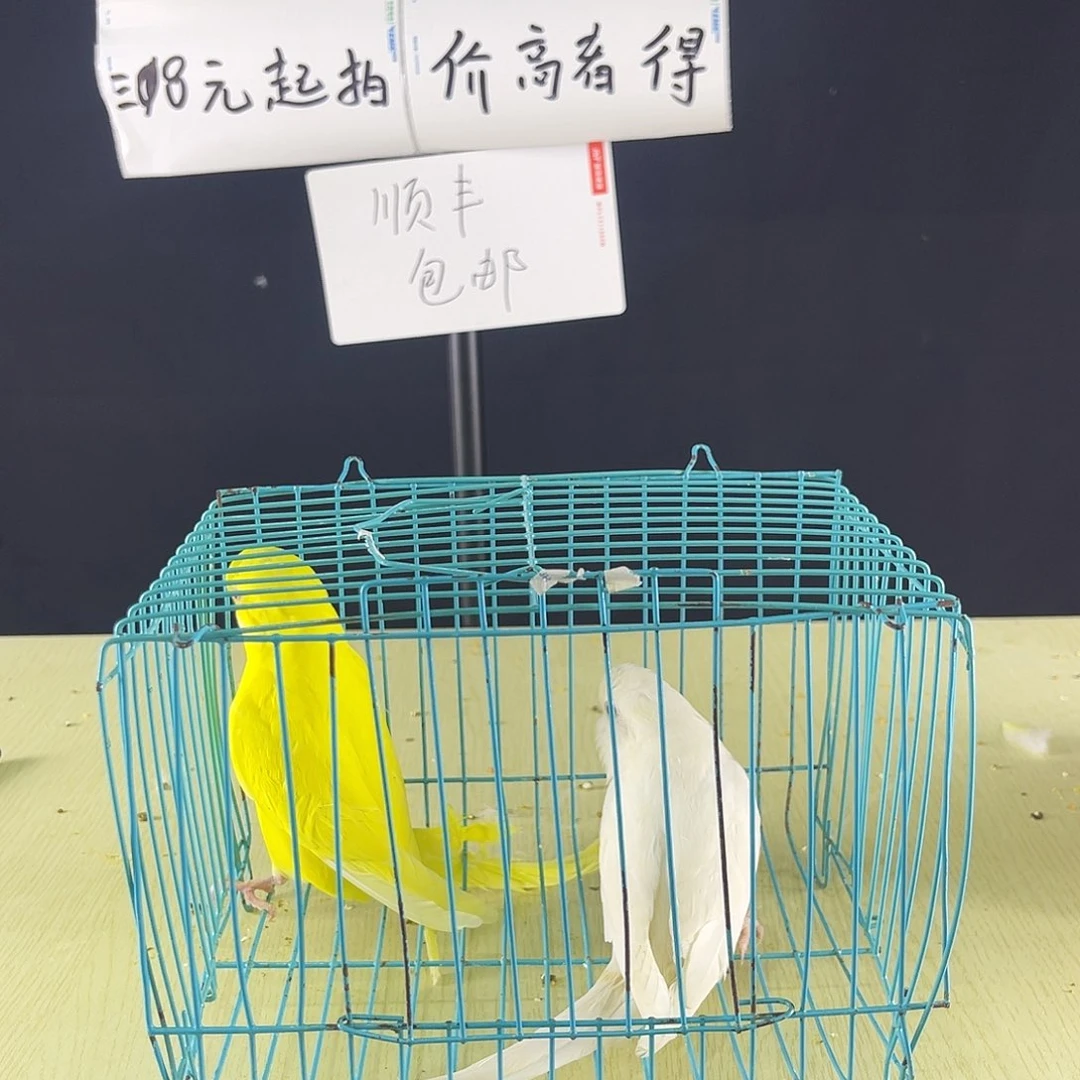 碎***两虎皮鹦鹉黄化黄红眼