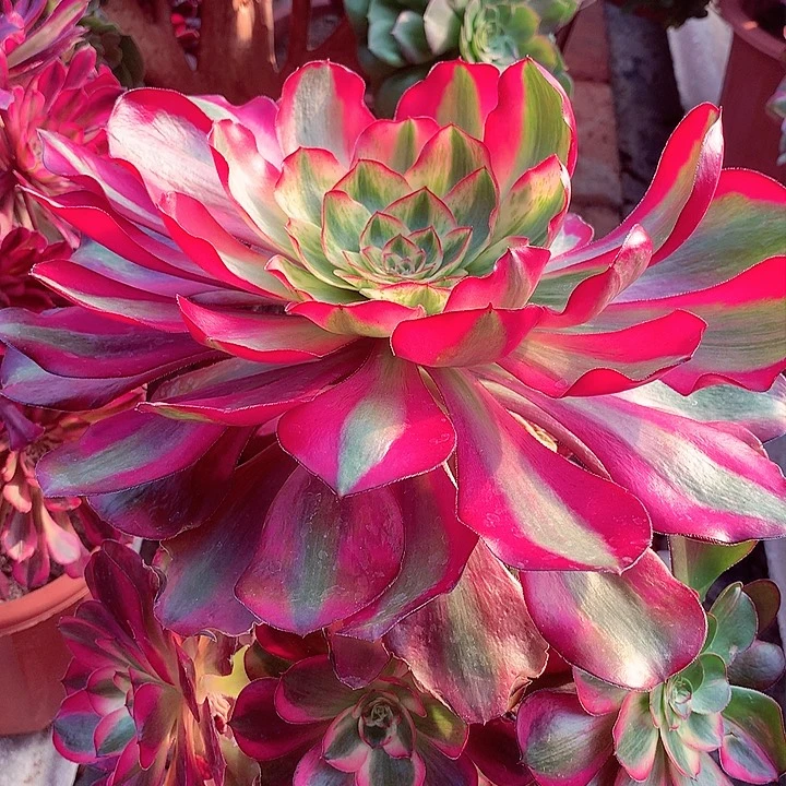 巫毒超白老桩，多肉植物