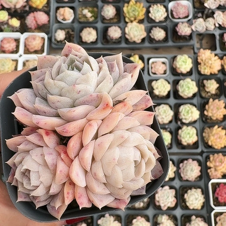 呜****~多肉植物满20包邮