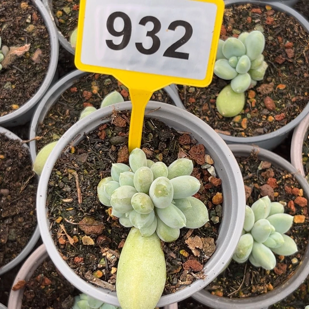 多肉植物胖体哥特932