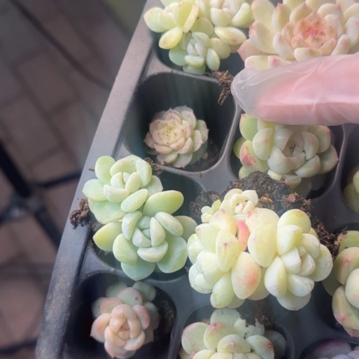 752号   新手套盒拍一发 12