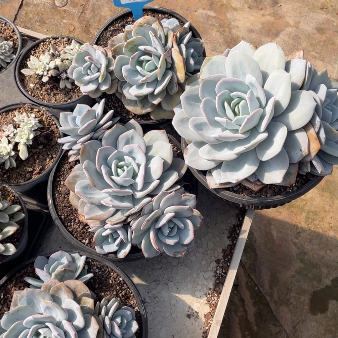 1122-36-韩版奶茶群生多头一颗