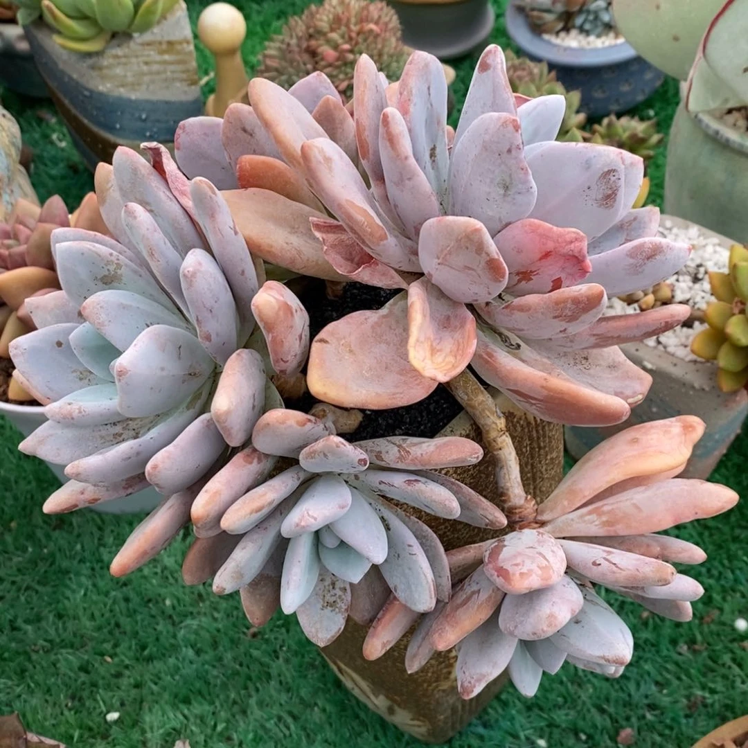 粉兔多肉植物盆栽
