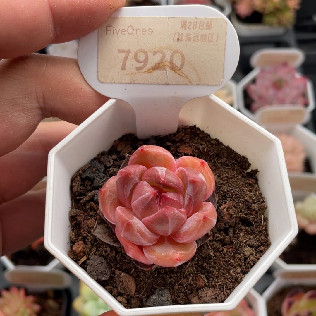 蜘蛛侠7920-3.5厘米