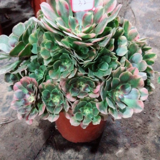 女***氓无花朵香妃法师多肉植物32号