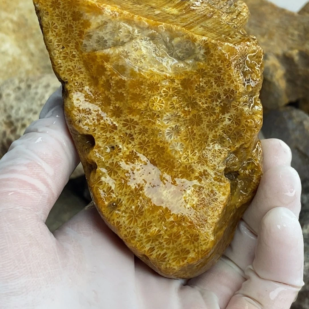 【闪购商品】硅化玉颈饰未镶嵌