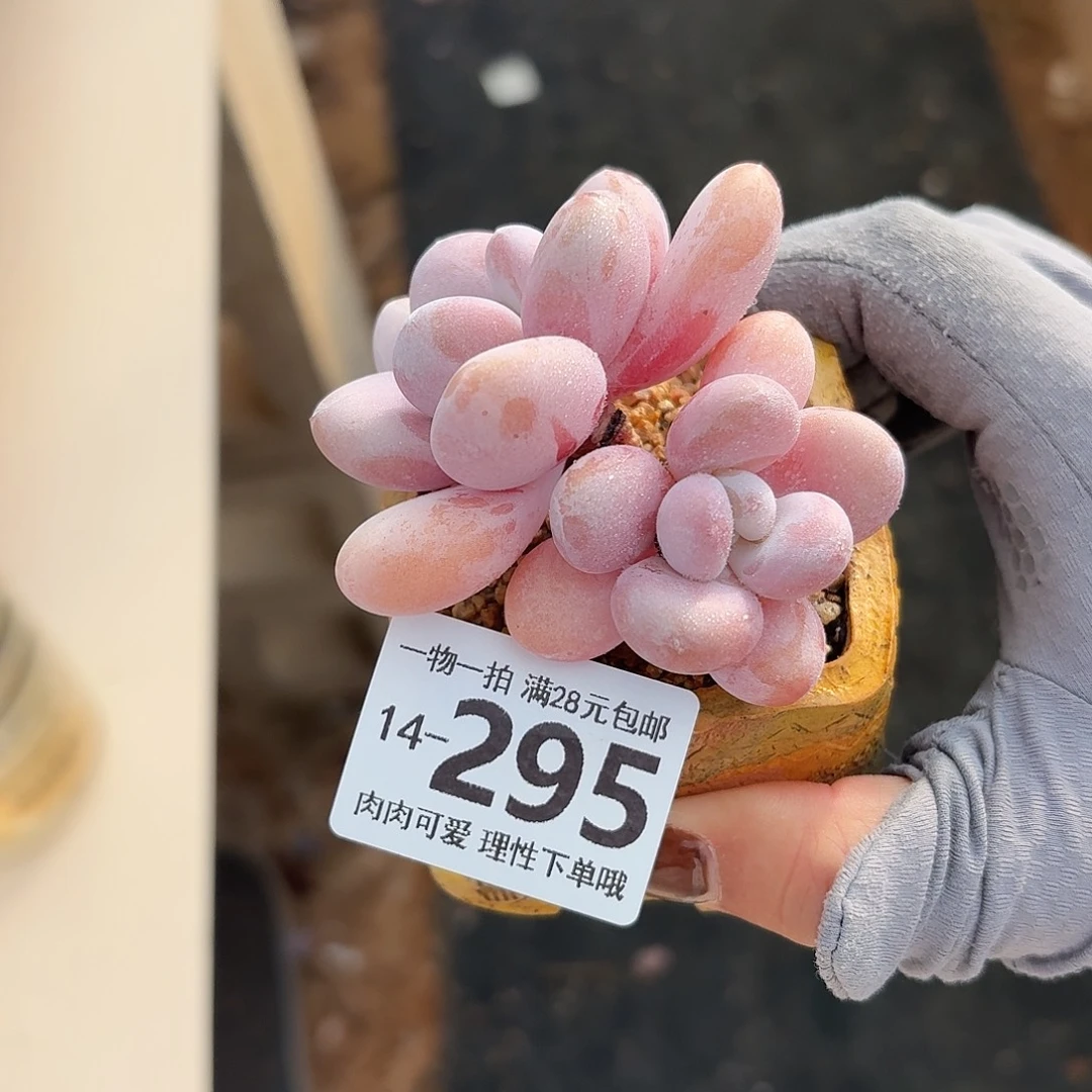 粉兔无盆土发货无