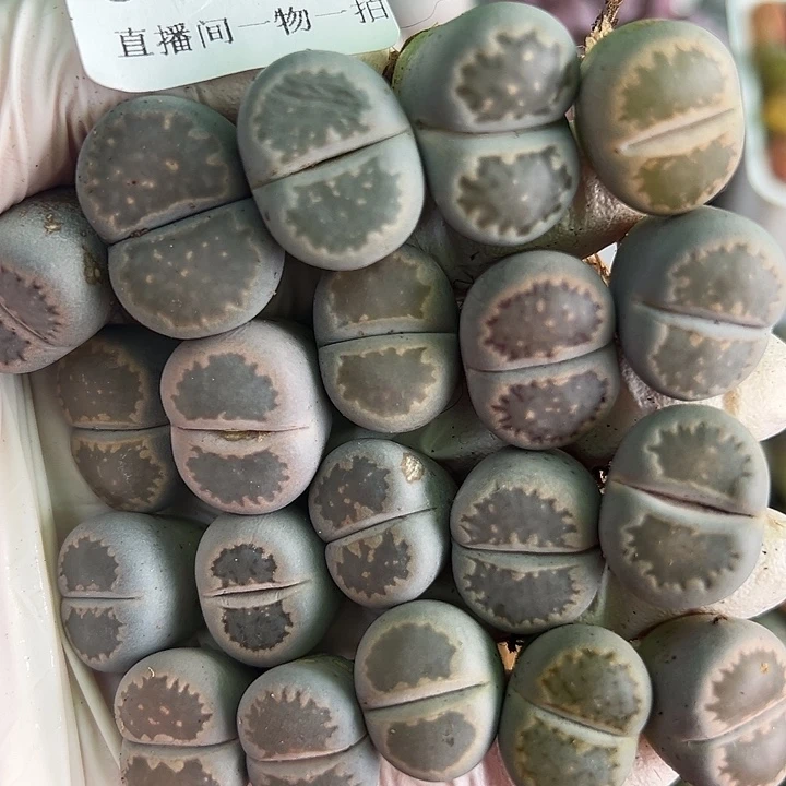 8822 好养易活生石花大母本20个