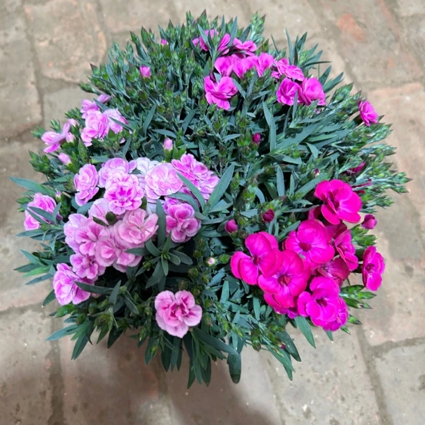 1加仑甜心康乃馨室内开花