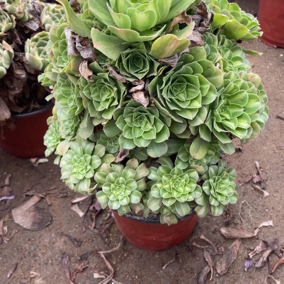 932翡翠多肉法师断枝不包