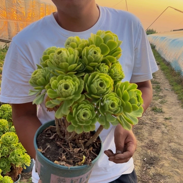 18.8绿玫瑰一棵包邮