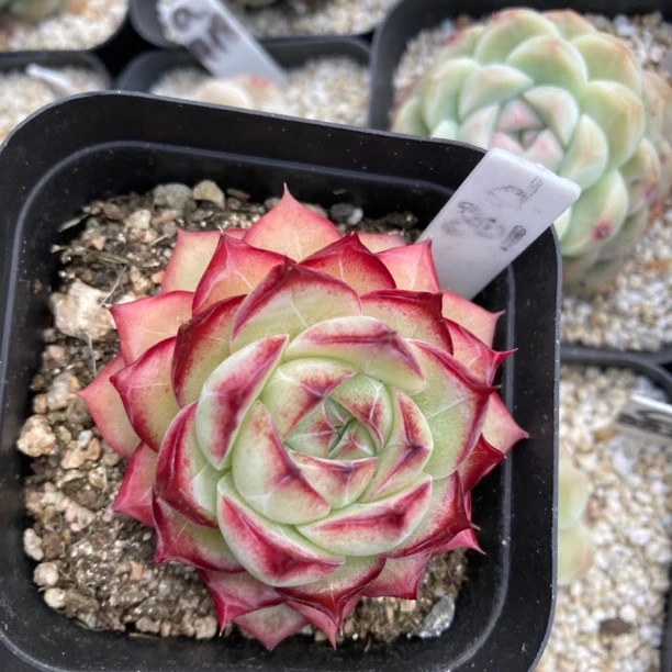 玄女王多肉植物多肉