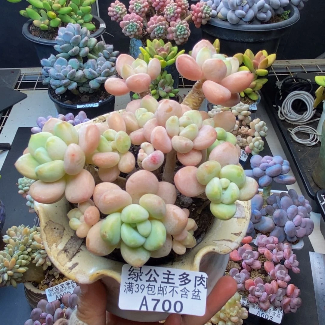 700橘子香水多肉9c m