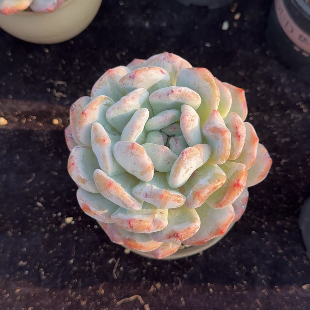 悦***精品石化，专拍链接，带盆发货