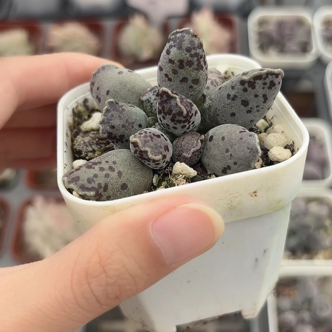 精品达摩海豹多肉植物