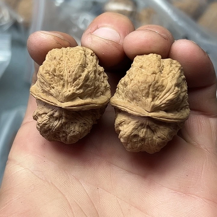 核桃25号恶霸金蟾37尺