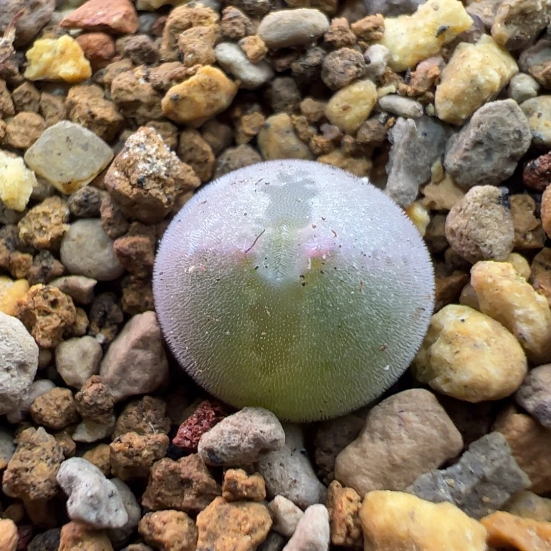 99单头猫耳空蝉一棵特