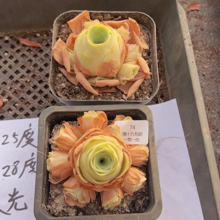 74 裸根不带土发货不包损