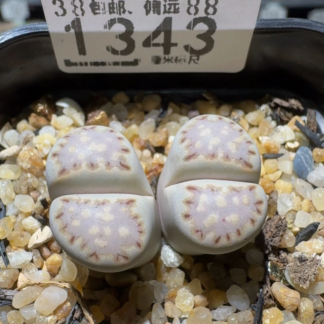 Sssss精品生石花1343