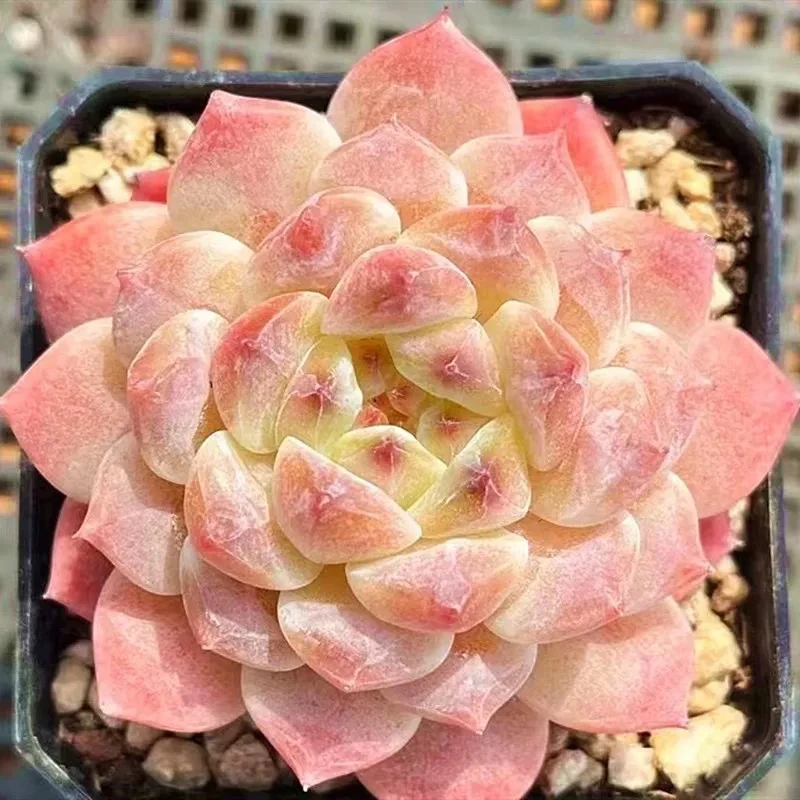 【满9.9包邮】冰魄冰芯女王6.5cm盆多肉植物以直播间展示为准