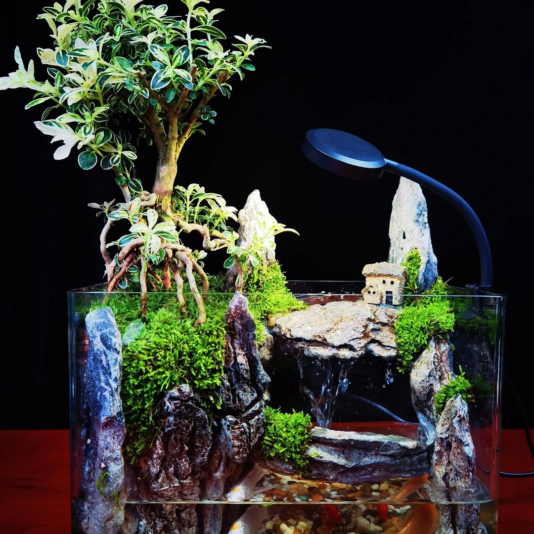 金边六月雪—25方缸流水景观真实绿植造景创意景观组合鱼缸可养鱼