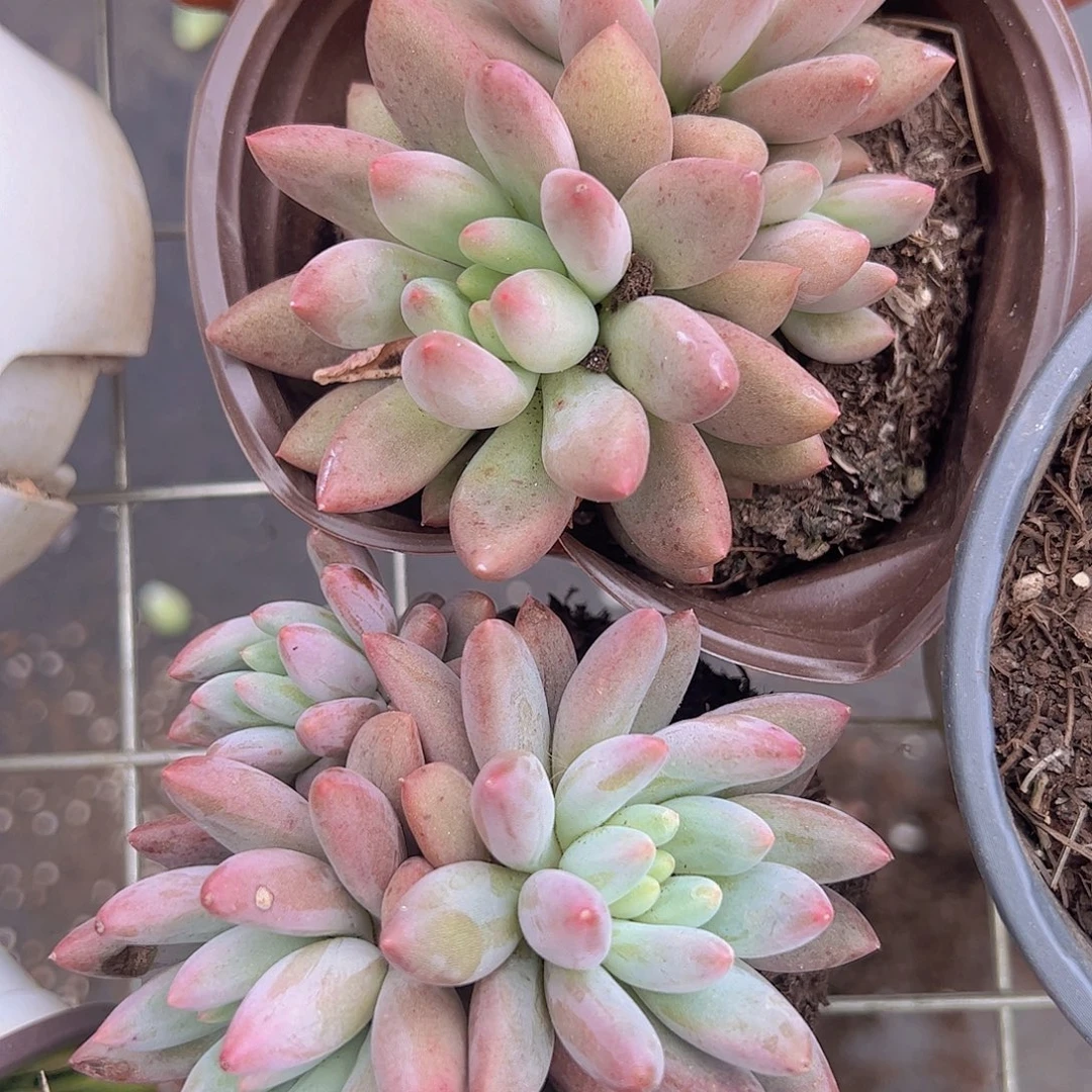 红蜻蜓双头起发精品特价