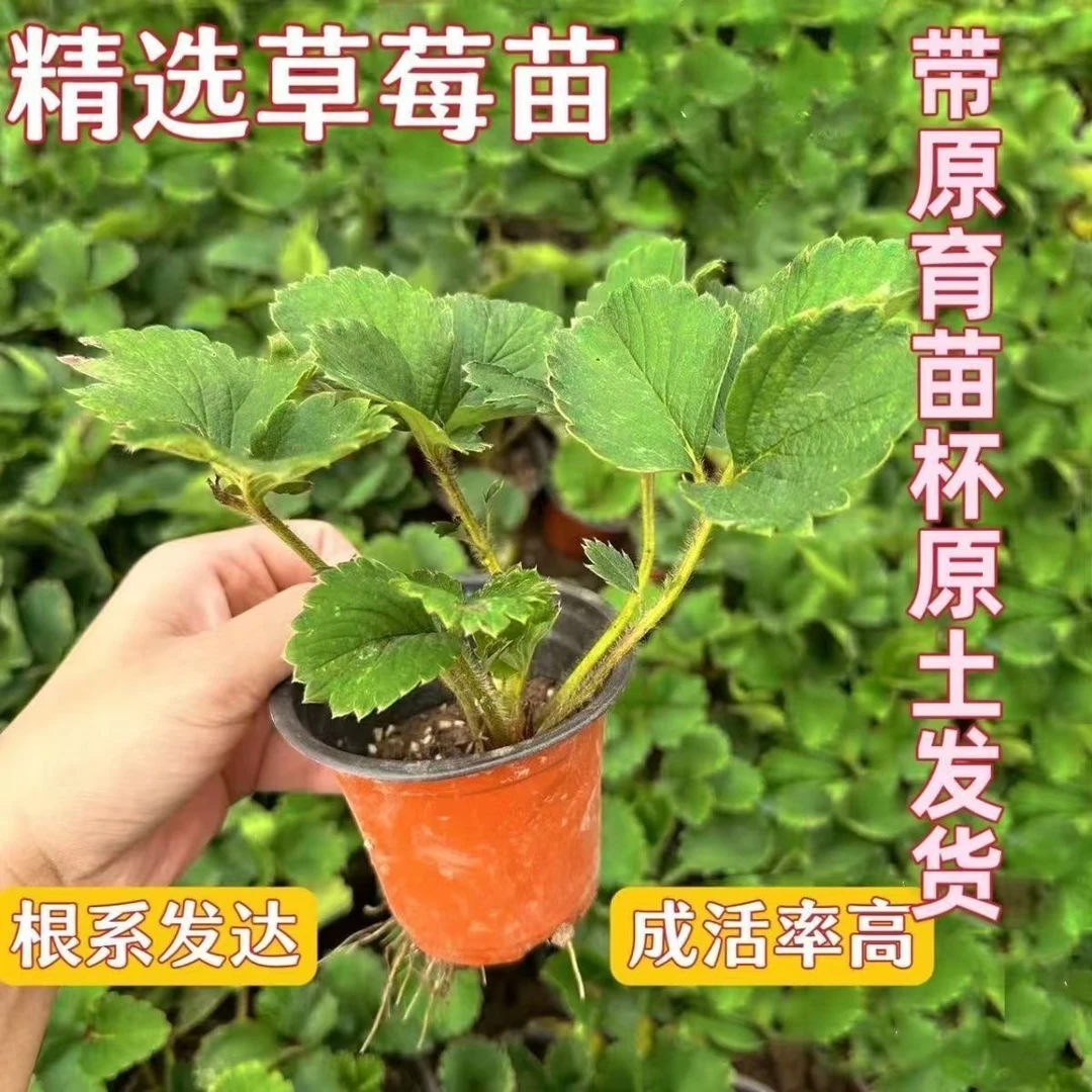四季奶油草莓苗盆栽地栽南北方种植