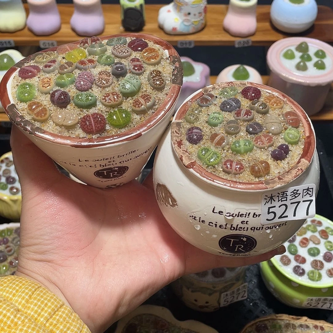 带盆土植物 一物一拍5277