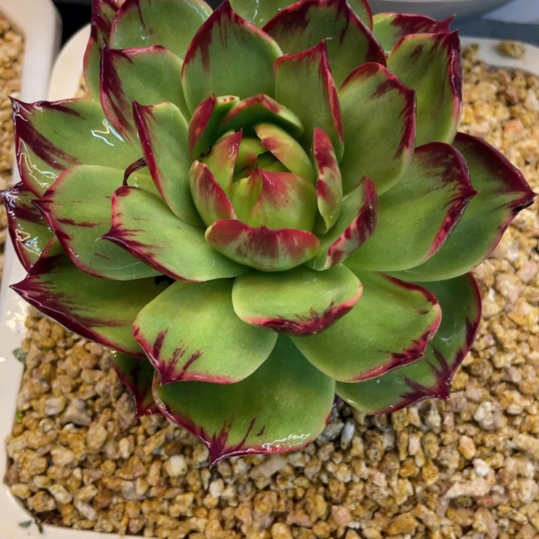 惊鸿仙子一物一拍