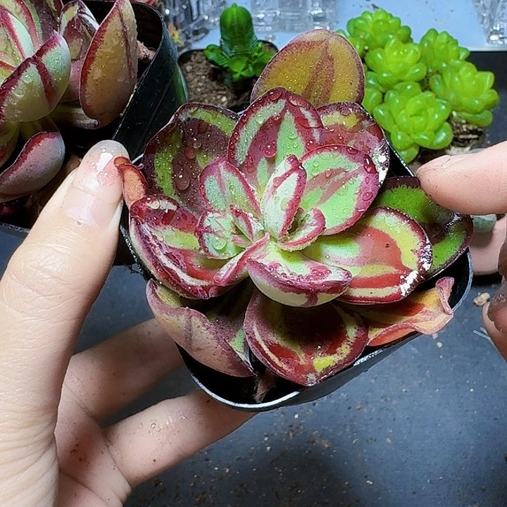 红司带盆一盆福利炸