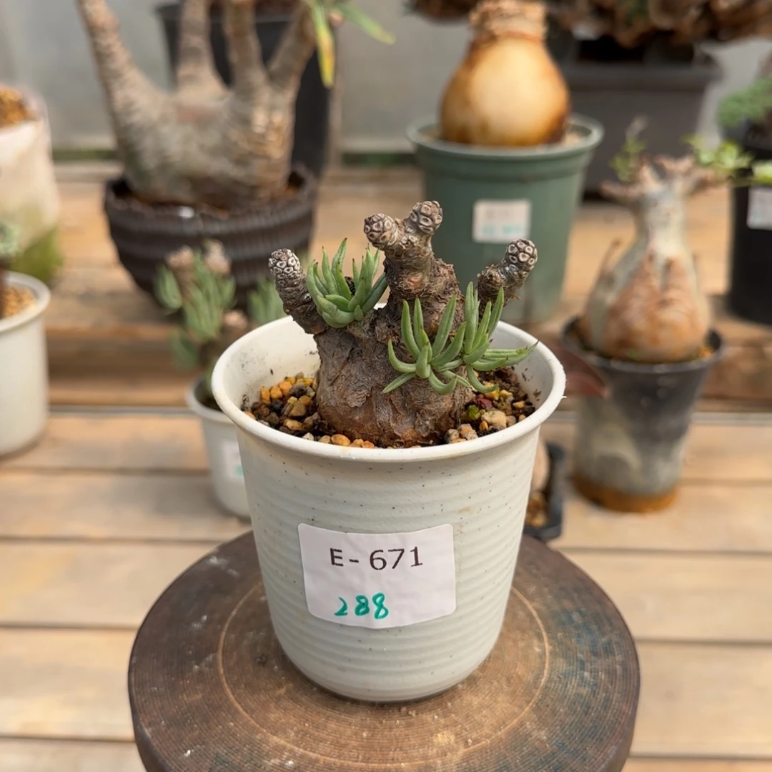 671白象奇峰锦块根植物