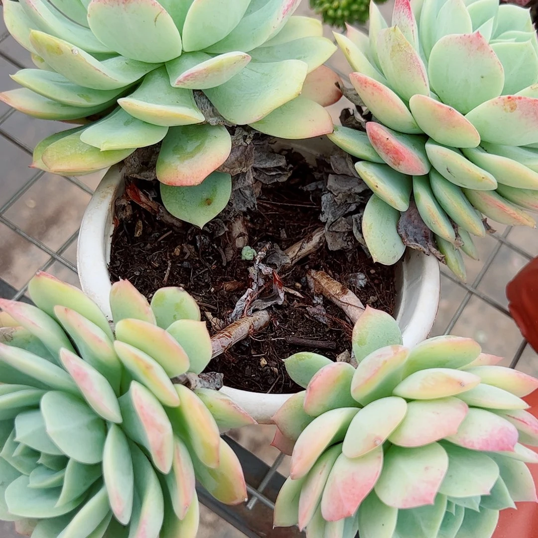 果冻恋曲多头群生老桩