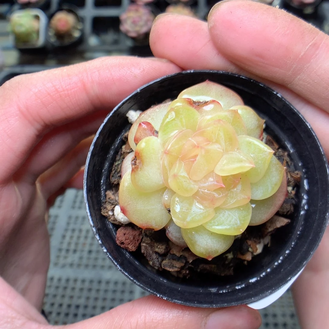 C167y y y y y y y y