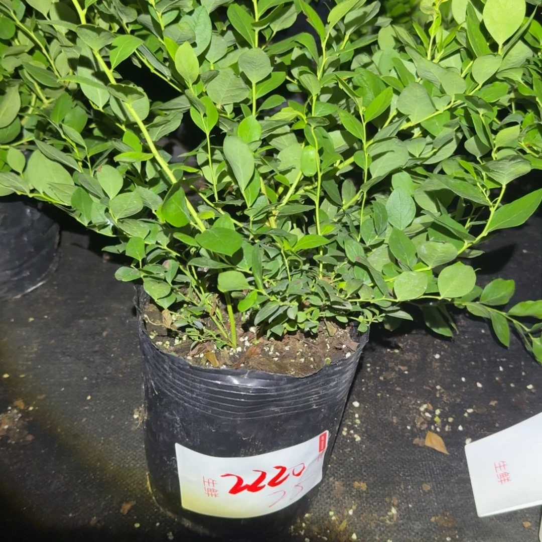 菜****大钵25一物一拍2220