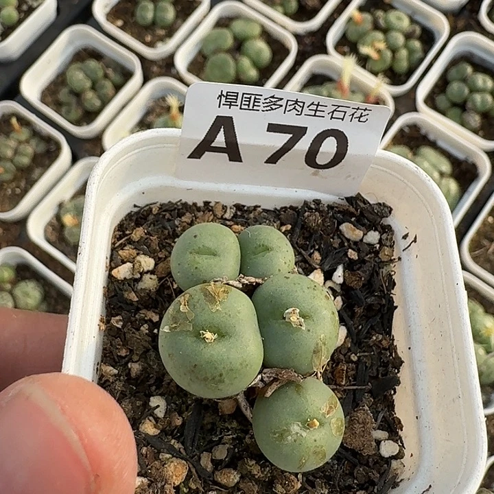 70多肉植物多肉植物