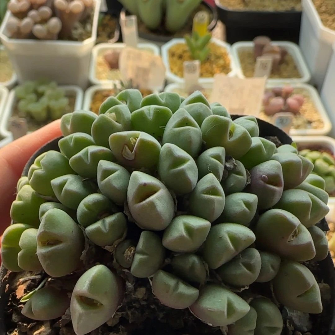 【闪购商品】1168粉色米雏大群