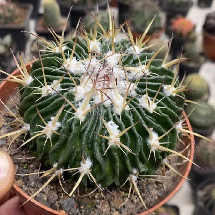 多棱玉特价福利包邮