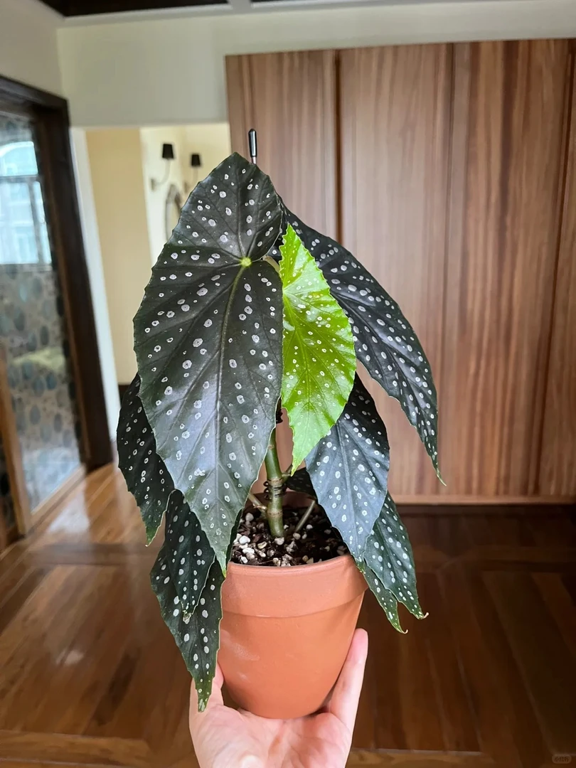 沙姆玫瑰秋海棠，室内观叶植物秋海棠盆栽好养