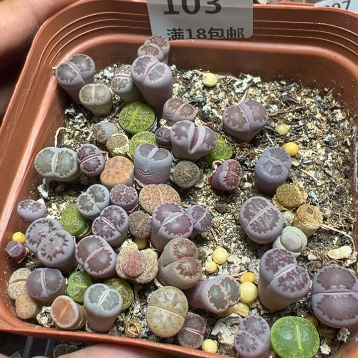 【闪购商品】 103。
