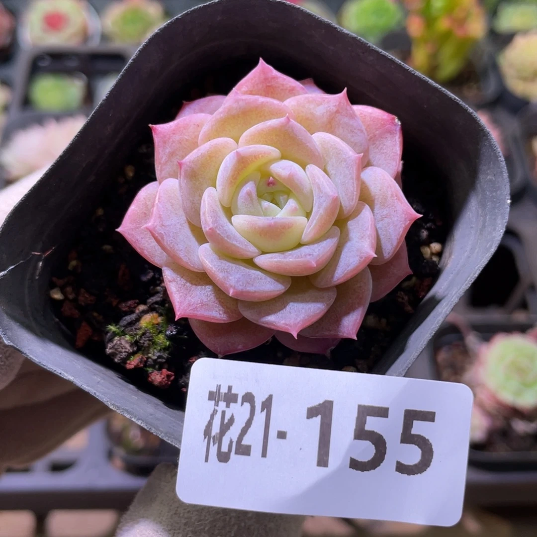 花利美21-155纯爱