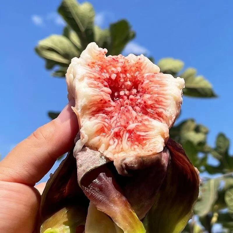 【顺丰包邮】云南红皮无花果新鲜采摘清甜软糯顺丰发货时令水果