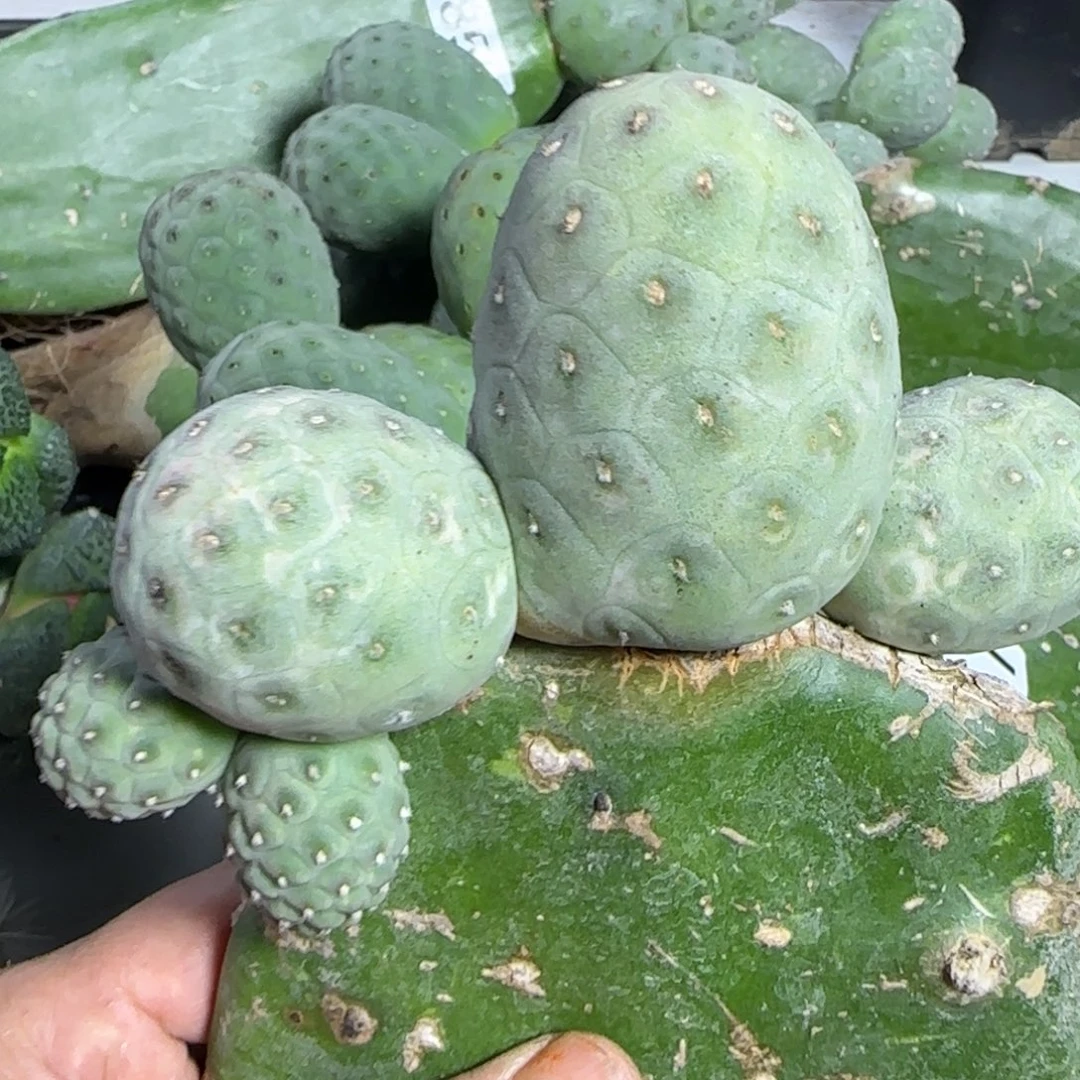 无花朵五头恐龙蛋