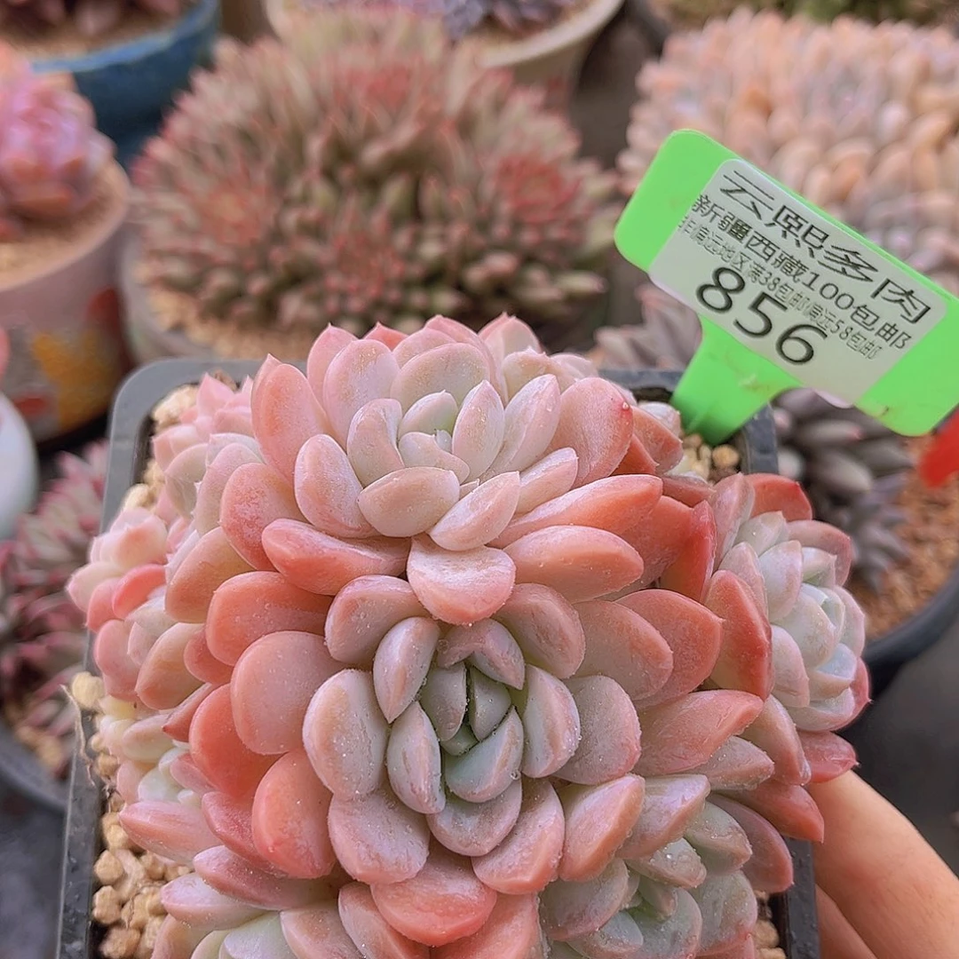 856粉冰玉多肉植物