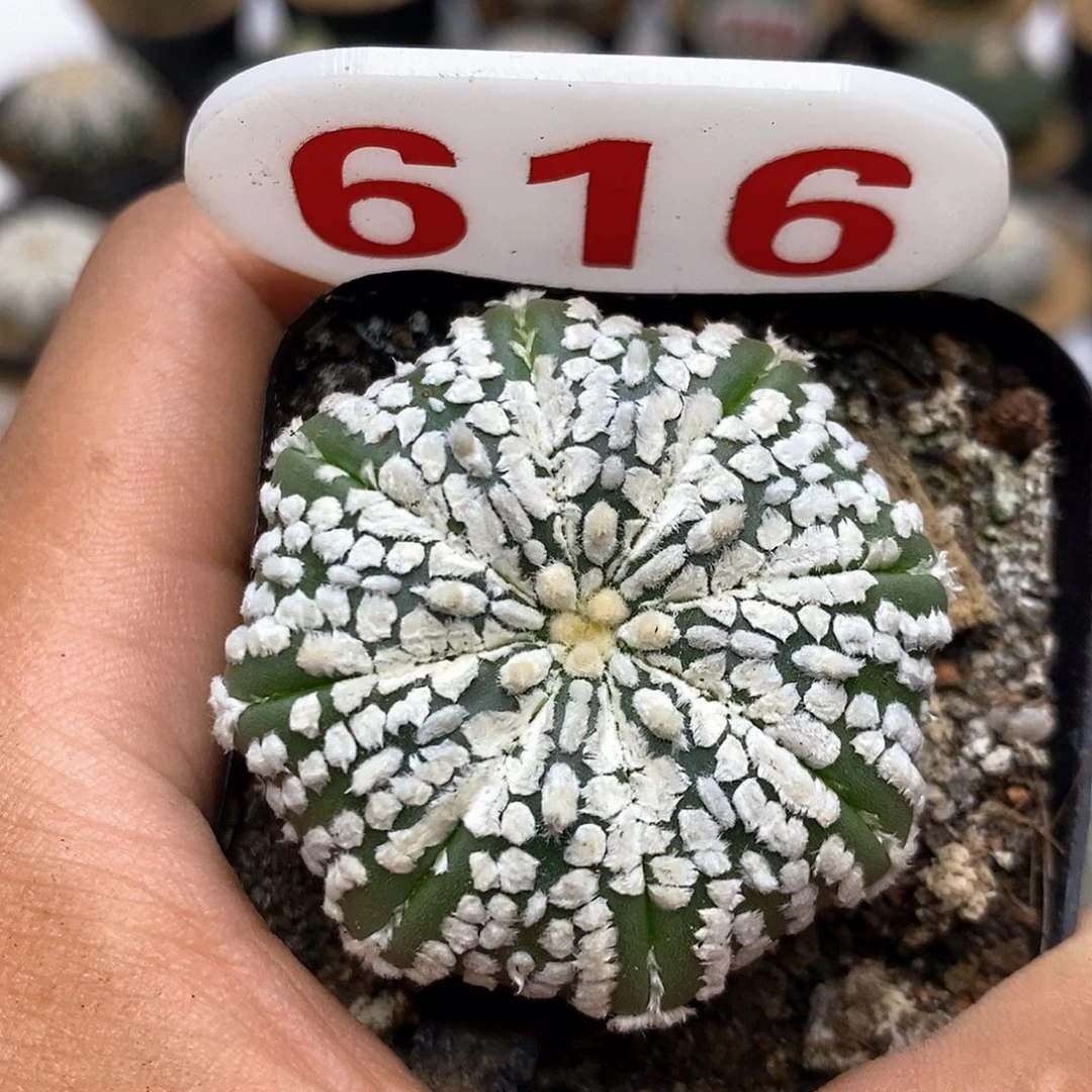 616福利特价咯tell