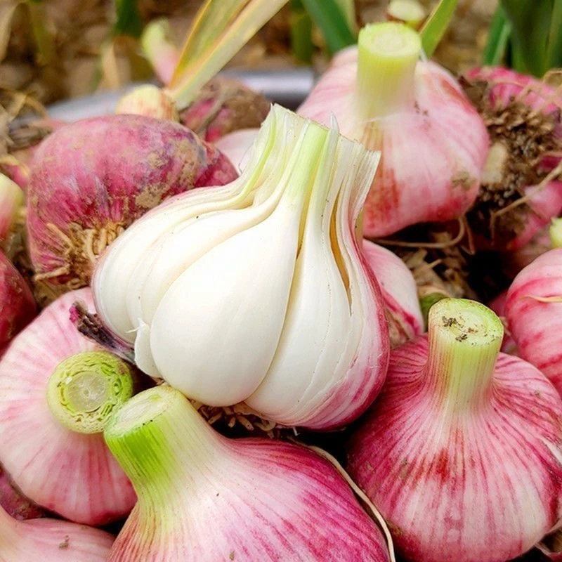 【2025产地直发】河南大蒜新鲜现采现摘紫白皮鲜蒜