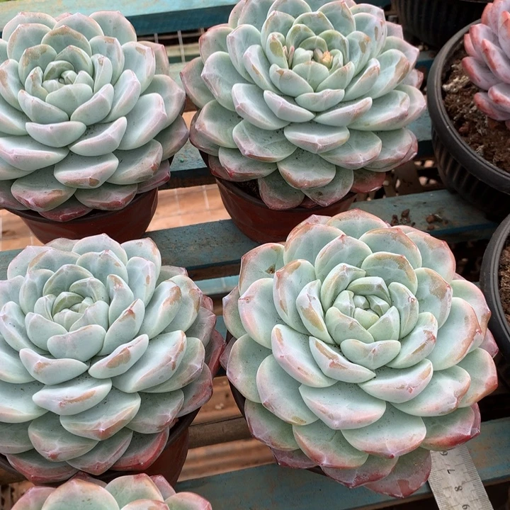 超大母本单头暗纹冰玉两单包邮