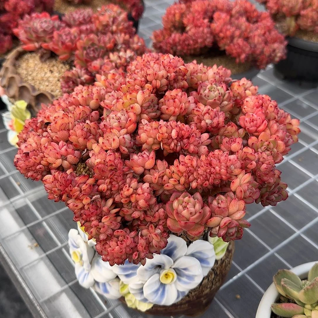 从前慢花园精选彩票缀化