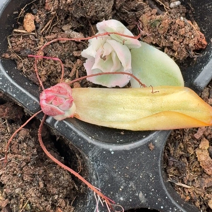 蓝色妖姬紫蝴蝶锦3-4